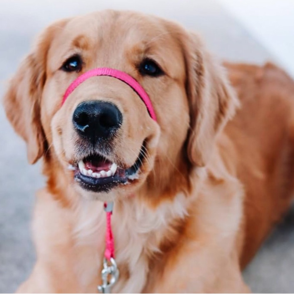 Gentle Leader Head Collar Hot Pink Size Medium